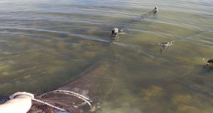 Λιμενικό: Παράνομα αλιευτικά εντοπίστηκαν στη Λιμνοθάλασσα Αιτωλικού (Photos)