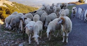 Πληρωμές 80 εκατ. ευρώ για σε βοοειδή και αιγοπρόβατα