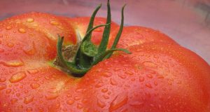 Πώς η Οξφόρδη «ελέγχει» την ωρίμανση της ντομάτας