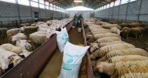 Ένωση Αγρινίου – Αιγοπρόβατα: Συμβουλές για τη σωστή διατροφή τους