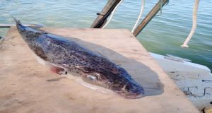 Λαγοκέφαλος: Το τοξικό ψάρι στην Τουρλίδα (Photos)