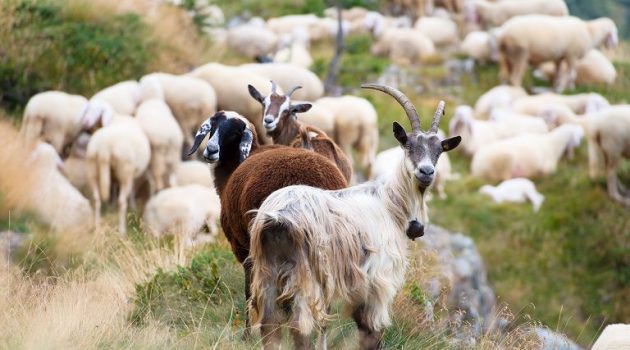 Καθορίστηκαν τα Ειδικά Δικαιώματα σε βοοειδή και αιγοπρόβατα
