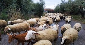 Ένωση Αγρινίου: Διοικητικές Πράξεις Διόρθωσης για τους «κομμένους» κτηνοτρόφους