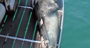 Αλόννησος: Εισαγγελική παρέμβαση για τη θανάτωση της φώκιας – μασκότ…