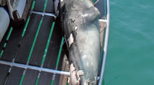 Αλόννησος: Εισαγγελική παρέμβαση για τη θανάτωση της φώκιας – μασκότ «Κωστή»
