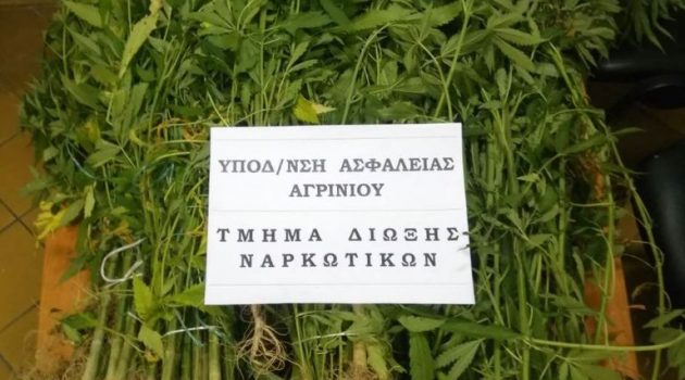 Ο καλλιεργητής της φυτείας στη Νεάπολη Αγρινίου συνελήφθη επ’ αυτοφώρω (Photos)