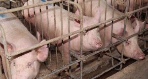 Σταδιακή κατάργηση των κλουβιών για τα εκτρεφόμενα ζώα