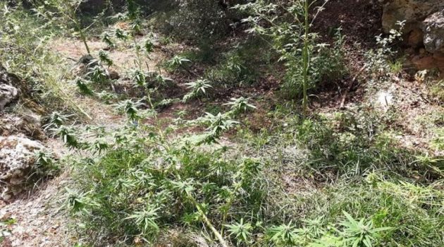 Νεάπολη Αγρινίου: 38χρονος καλλιεργούσε 61 δενδρύλλια κάνναβης και διακινούσε χασίς
