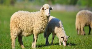 Π.Δ.Ε.: Οδηγίες προς κτηνοτρόφους για την προστασία από τον καταρροϊκό…
