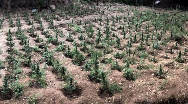 Εντοπίστηκε οργανωμένη φυτεία δενδρυλλίων κάνναβης σε περιοχή της Αιγιαλείας (Photos)