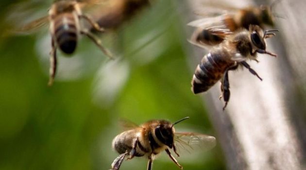 Πυρκαγιές: Κάηκαν 9.000 μελισσοσμήνη – 10.000 τόνοι πευκόμελου χαμένοι