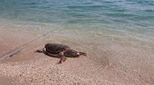 Εντοπίστηκε νεκρή θαλάσσια χελώνα στη παραλία της «Παλιόβαρκας»