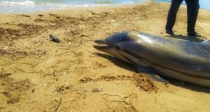 Νεκρό δελφίνι «ξέβρασε» η θάλασσα στο Αντίρριο (Video)