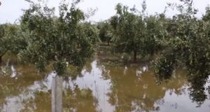 Κραυγή απόγνωσης από τους αγρότες του Νεοχωρίου (Photos – Video)