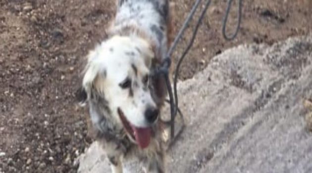 Σαντορίνη: Συγκινητική διάσωση σκύλου στην «Κόκκινη παραλία»