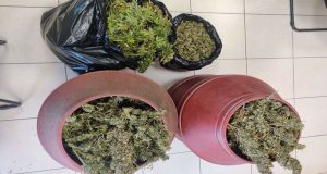 Ηλεία: Συνελήφθη για καλλιέργεια, κατοχή ναρκωτικών και παράνομη οπλοκατοχή (Photos)