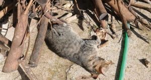 Καλύβια Αγρινίου: Άγνωστοι, εξόντωσαν με φόλες 5 αδέσποτες γάτες (Photos)