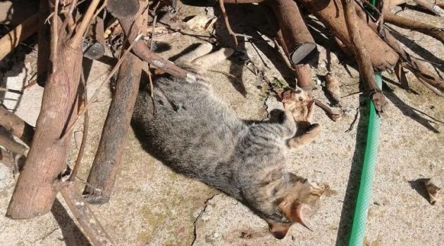 Καλύβια Αγρινίου: Άγνωστοι, εξόντωσαν με φόλες 5 αδέσποτες γάτες (Photos)
