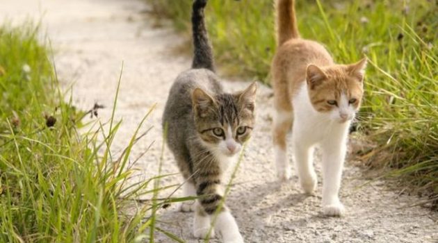 Άγνωστοι έριξαν φόλες σε αδέσποτες γάτες στο Καραϊσκάκη Ξηρομέρου