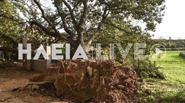 Ηλεία: Αιωνόβια βελανιδιά ξεριζώθηκε από τους ισχυρούς ανέμους (Photos)