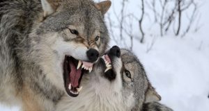 Ναυπακτία: Δυο ακόμη λαγόσκυλα θύματα της μανίας των λύκων