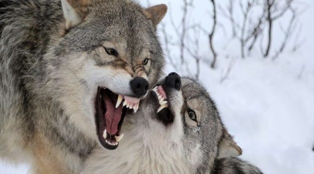 Ναυπακτία: Δυο ακόμη λαγόσκυλα θύματα της μανίας των λύκων