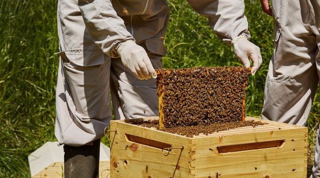 ΕΛ.Γ.Ο.-ΔΗΜΗΤΡΑ: Ταχύρρυθμες εκπαιδεύσεις μελισσοκόμων 2021