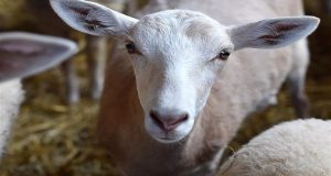 Το Κ.Κ.Ε. για τις απώλειες ζωικού κεφαλαίου κτηνοτρόφων Κεχρινίας Αμφιλοχίας