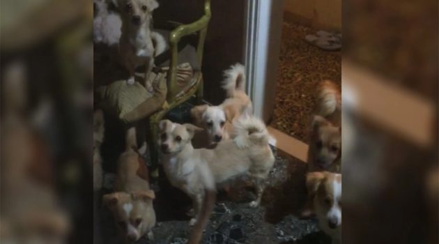 Βίντεο από τα 53 «φυλακισμένα» σκυλιά μέσα σε διαμέρισμα της Πάτρας