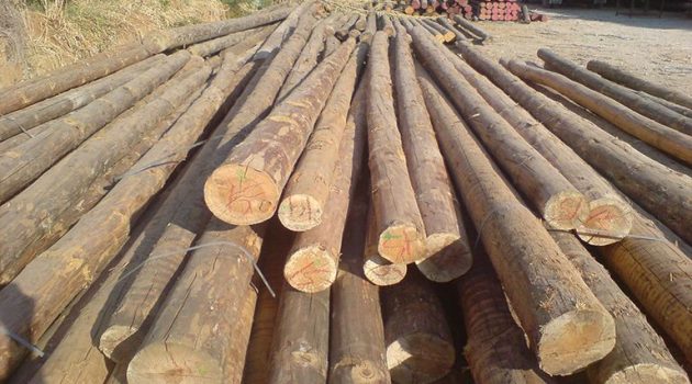 Ναύπακτος: Διάθεση ξυλείας με προτεραιότητα στους ωφελούμενους του Κοιν. Παντοπωλείου