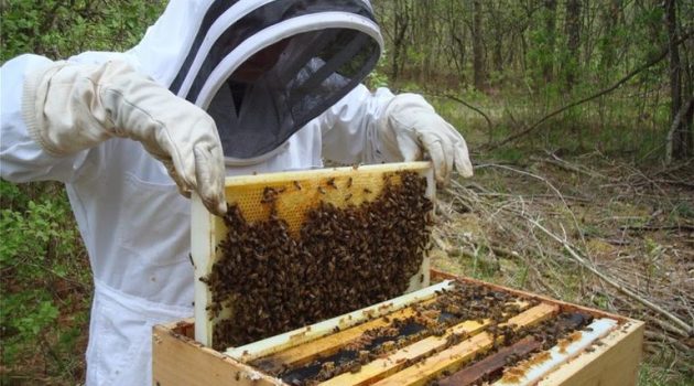 Μελισσοκομικός Σύλλογος Αιτωλοακαρνανίας: Το νέο Δ.Σ. για την επόμενη τριετία