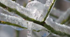 Στις 7 Δεκεμβρίου η εξόφληση για τον παγετό