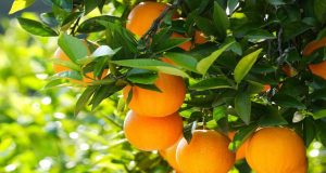 Αίτημα να συμπεριληφθούν τα πορτοκάλια στη συνδεδεμένη ενίσχυση