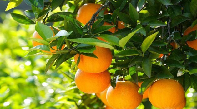 Αίτημα να συμπεριληφθούν τα πορτοκάλια στη συνδεδεμένη ενίσχυση