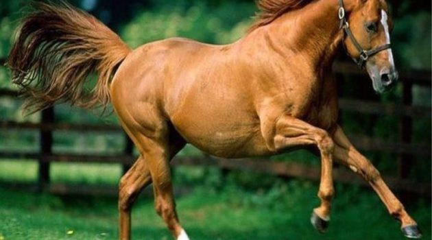 Καινούργιο: Κινητοποίηση της Τροχαίας για άλογο που βόλταρε στην Ε.Ο. Αγρινίου-Θέρμου (Photo)