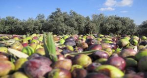 Παγκόσμιο Εμπόριο ελαιολάδου και επιτραπέζιων ελιών για τη σεζόν 2021-22