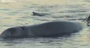 Άλιμος: Τραυματισμένη φάλαινα εντοπίστηκε στα ρηχά (Photo – Video)