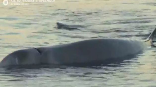 Άλιμος: Τραυματισμένη φάλαινα εντοπίστηκε στα ρηχά (Photo – Video)