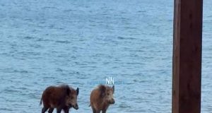 Κάτω Βασιλική: Αγριογούρουνα έκαναν βόλτα στην παραλία και επισκέφτηκαν την…