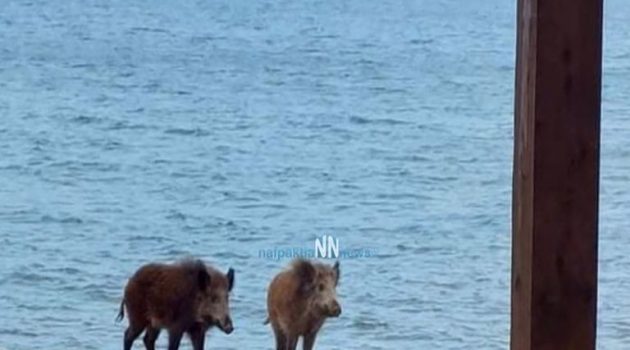Κάτω Βασιλική: Αγριογούρουνα έκαναν βόλτα στην παραλία και επισκέφτηκαν την παιδική χαρά (Video)