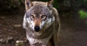 Διόνυσος: Πάνω από 30 χρόνια είχε να εμφανιστεί λύκος στην…