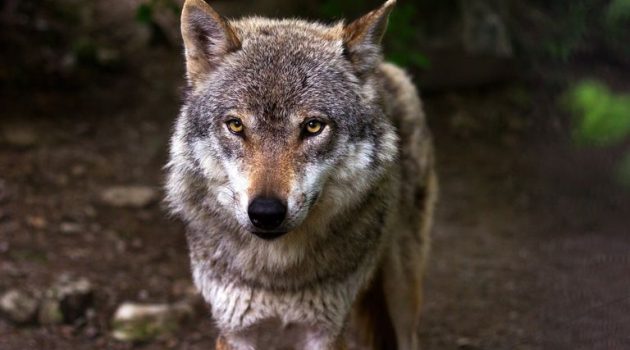 Διόνυσος: Πάνω από 30 χρόνια είχε να εμφανιστεί λύκος στην Αττική