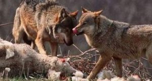 Ναυπακτία: Στο έλεος των λύκων κτηνοτροφικές μονάδες και σκυλιά (Video…