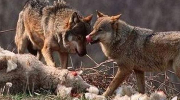 Ναυπακτία: Στο έλεος των λύκων κτηνοτροφικές μονάδες και σκυλιά (Video – Σκληρές εικόνες)