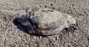Νεκρή χελώνα Καρέτα – Καρέτα στον Μύτικα