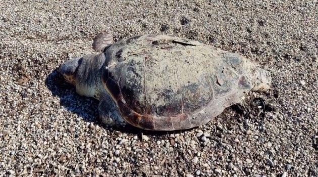 Νεκρή χελώνα Καρέτα – Καρέτα στον Μύτικα