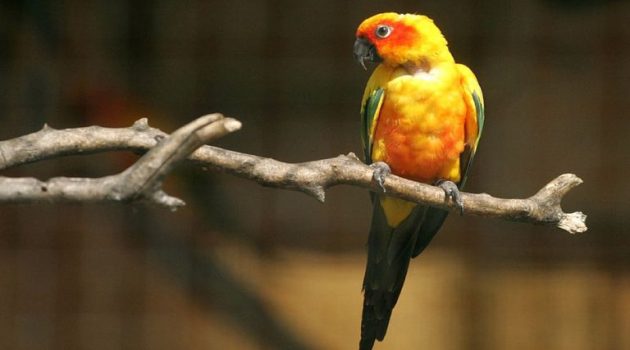 Καταστροφές στο Αττικό Ζωολογικό Πάρκο από την κακοκαιρία – Δραπέτευσαν σπάνια πουλιά