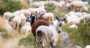 Συνδεδεμένη σε αιγοπρόβατα: Προσκόμιση δικαιολογητικών