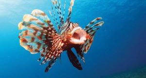 Λεοντόψαρο: Το ψάρι – δολοφόνος εντοπίστηκε μεταξύ Μύτικα και Αστακού…