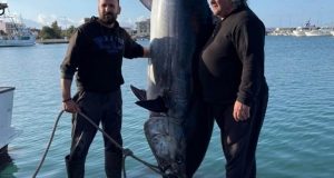 Κυλλήνη: Έπιασαν το μεγαλύτερο ψάρι στην Ελλάδα τα τελευταία χρόνια…